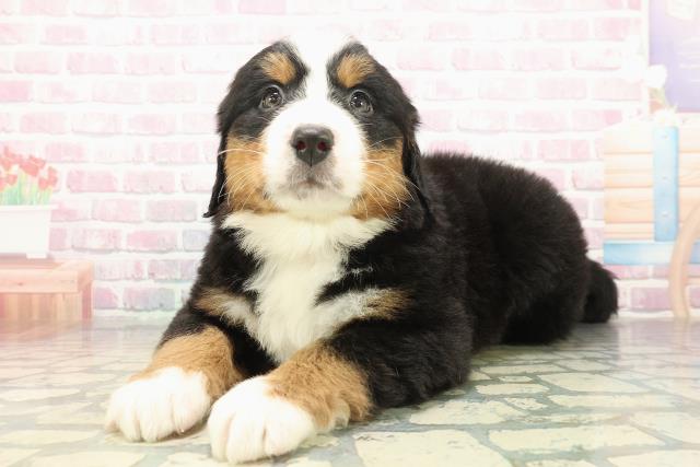 東京都のバーニーズマウンテンドッグ (Coo&RIKU立川店/2025年10月21日生まれ/女の子/ブラックラストホワイト)の子犬の2枚目の画像