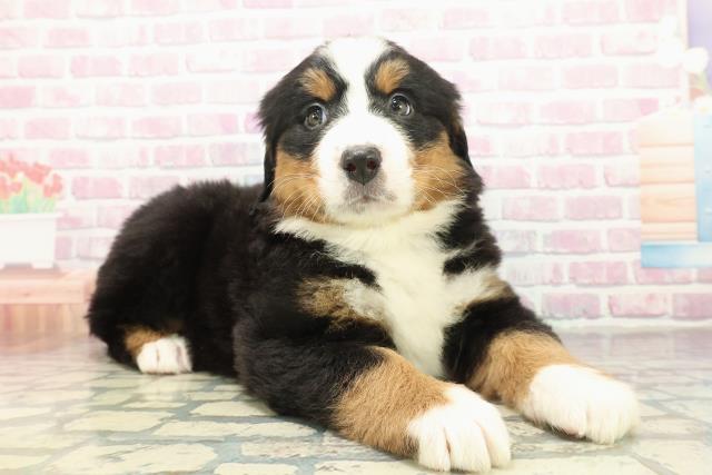 東京都のバーニーズマウンテンドッグ (Coo&RIKU立川店/2025年10月21日生まれ/女の子/ブラックラストホワイト)の子犬の3枚目の画像