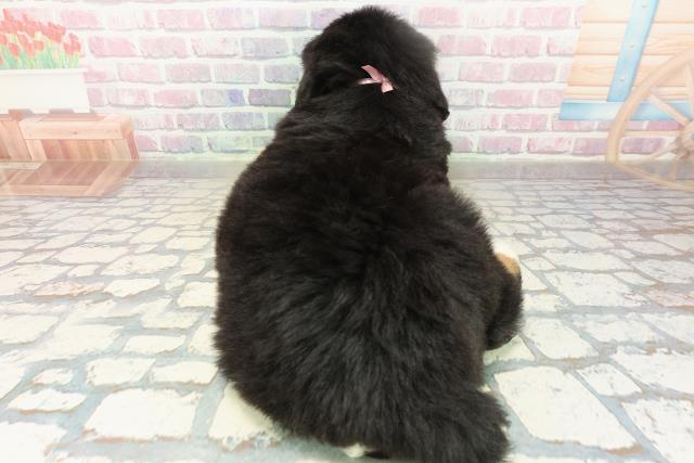 東京都のバーニーズマウンテンドッグ (Coo&RIKU立川店/2025年10月21日生まれ/女の子/ブラックラストホワイト)の子犬の4枚目の画像