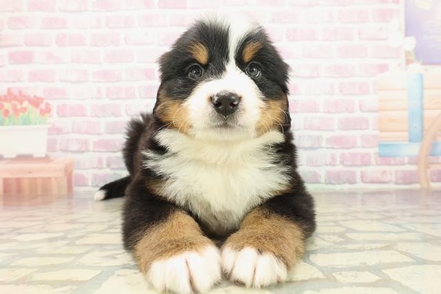 東京都のバーニーズマウンテンドッグ (Coo&RIKU府中店/2025年10月21日生まれ/男の子/ブラックラストホワイト)の子犬の1枚目の画像
