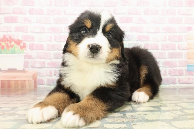 東京都のバーニーズマウンテンドッグ (Coo&RIKU府中店/2025年10月21日生まれ/男の子/ブラックラストホワイト)の子犬の2枚目の画像