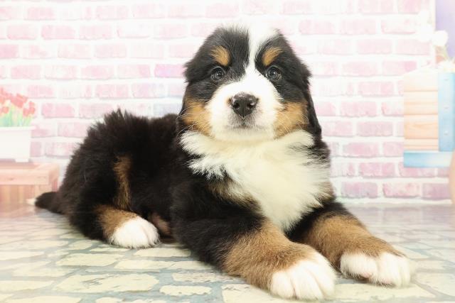 東京都のバーニーズマウンテンドッグ (Coo&RIKU府中店/2025年10月21日生まれ/男の子/ブラックラストホワイト)の子犬の3枚目の画像