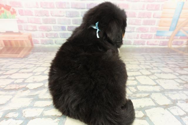 東京都のバーニーズマウンテンドッグ (Coo&RIKU府中店/2025年10月21日生まれ/男の子/ブラックラストホワイト)の子犬の4枚目の画像