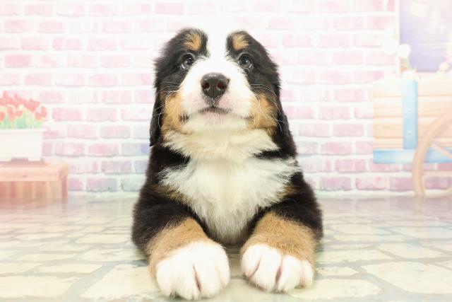 群馬県のバーニーズマウンテンドッグ (Coo&RIKU伊勢崎店/2025年10月21日生まれ/男の子/ブラックラストホワイト)の子犬の1枚目の画像