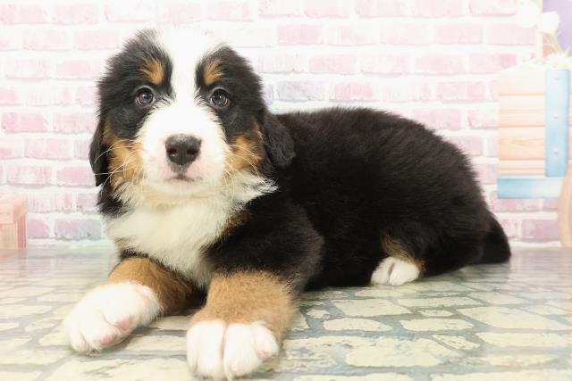 群馬県のバーニーズマウンテンドッグ (Coo&RIKU伊勢崎店/2025年10月21日生まれ/男の子/ブラックラストホワイト)の子犬の2枚目の画像
