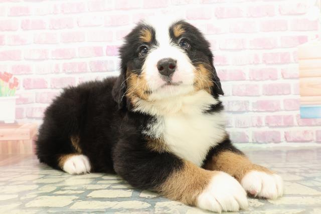 群馬県のバーニーズマウンテンドッグ (Coo&RIKU伊勢崎店/2025年10月21日生まれ/男の子/ブラックラストホワイト)の子犬の3枚目の画像