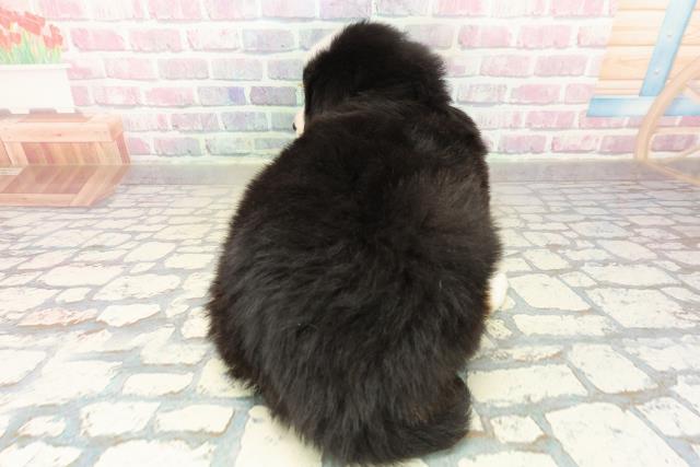 群馬県のバーニーズマウンテンドッグ (Coo&RIKU伊勢崎店/2025年10月21日生まれ/男の子/ブラックラストホワイト)の子犬の4枚目の画像