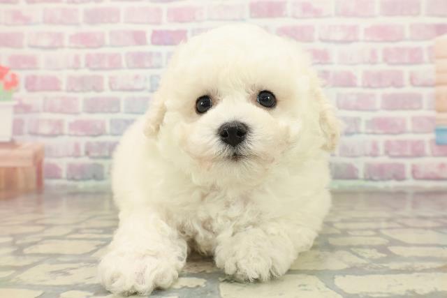 神奈川県のビションフリーゼ (Coo&RIKU横浜旭店/2025年10月18日生まれ/男の子/ホワイト)の子犬の1枚目の画像