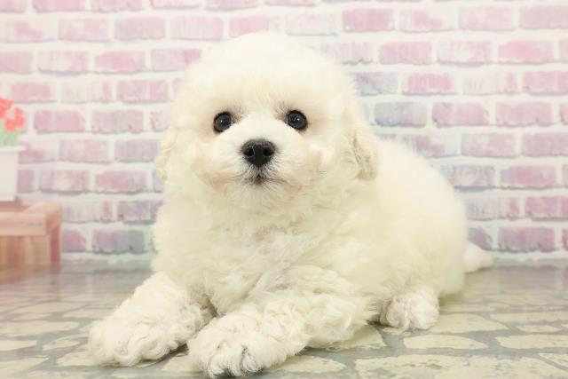 神奈川県のビションフリーゼ (Coo&RIKU横浜旭店/2025年10月18日生まれ/男の子/ホワイト)の子犬の2枚目の画像