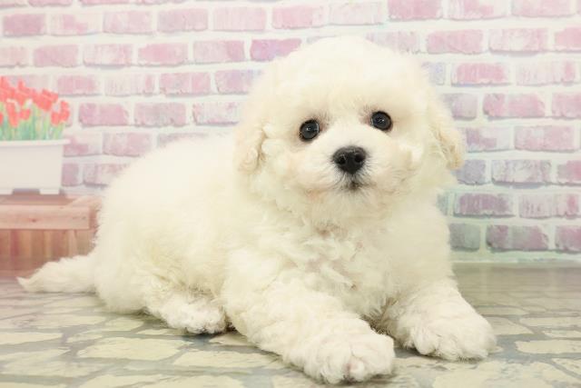 神奈川県のビションフリーゼ (Coo&RIKU横浜旭店/2025年10月18日生まれ/男の子/ホワイト)の子犬の3枚目の画像