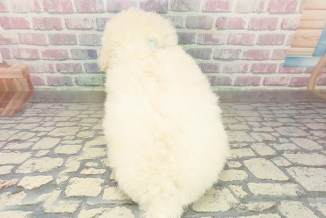 神奈川県のビションフリーゼ (Coo&RIKU横浜旭店/2025年10月18日生まれ/男の子/ホワイト)の子犬の4枚目の画像