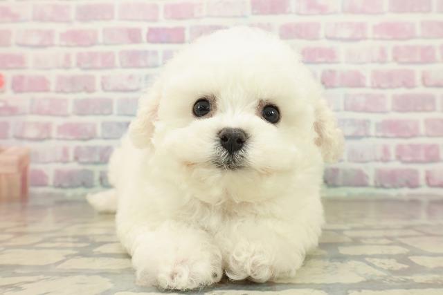 東京都のビションフリーゼ (Coo&RIKU赤坂店/2025年10月19日生まれ/女の子/ホワイト)の子犬の1枚目の画像