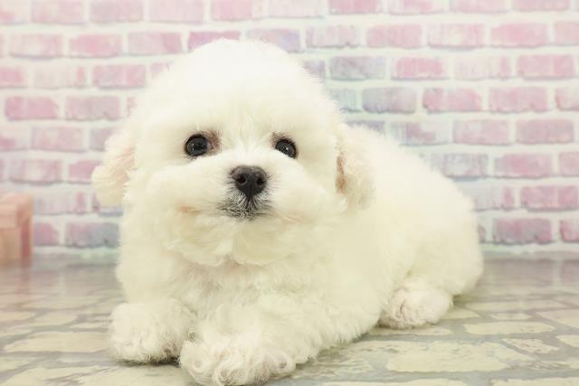 東京都のビションフリーゼ (Coo&RIKU赤坂店/2025年10月19日生まれ/女の子/ホワイト)の子犬の2枚目の画像