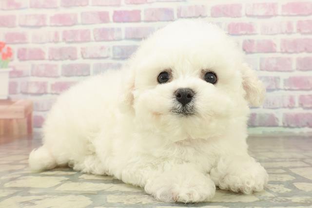 東京都のビションフリーゼ (Coo&RIKU赤坂店/2025年10月19日生まれ/女の子/ホワイト)の子犬の3枚目の画像