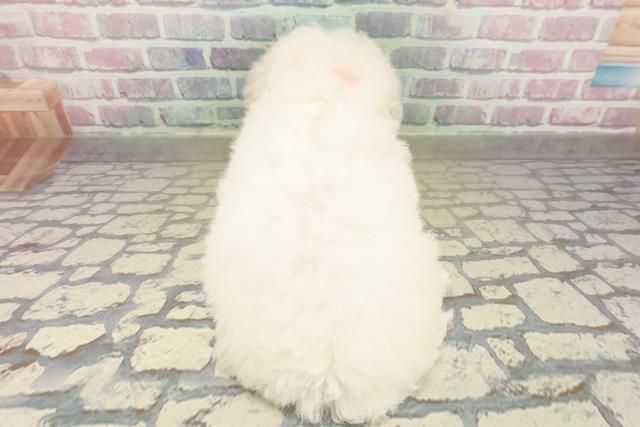 東京都のビションフリーゼ (Coo&RIKU赤坂店/2025年10月19日生まれ/女の子/ホワイト)の子犬の4枚目の画像