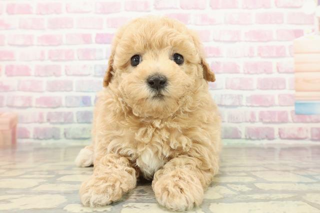 茨城県のビションプー(ビションフリーゼ×プードル) (Coo&RIKUMEGAドン・キホーテ勝田店/2025年10月20日生まれ/女の子/アプリコットホワイト)の子犬の1枚目の画像