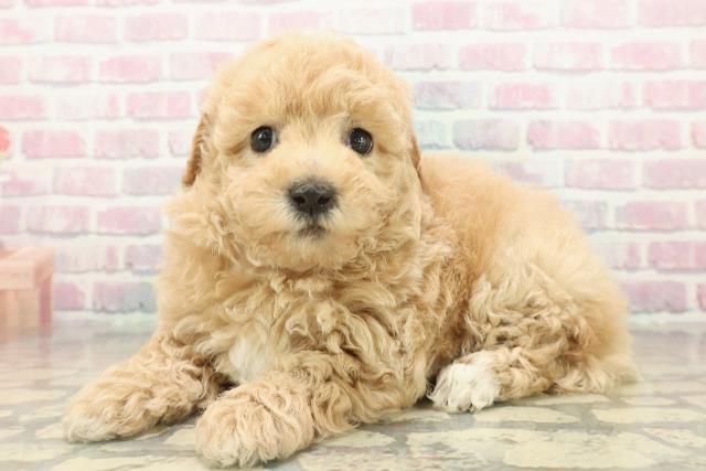 茨城県のビションプー(ビションフリーゼ×プードル) (Coo&RIKUMEGAドン・キホーテ勝田店/2025年10月20日生まれ/女の子/アプリコットホワイト)の子犬の2枚目の画像