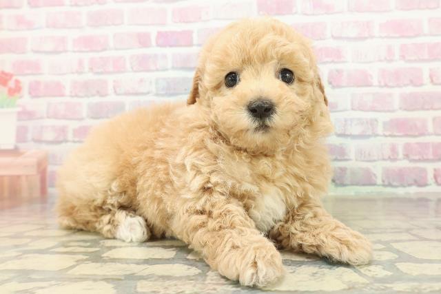 茨城県のビションプー(ビションフリーゼ×プードル) (Coo&RIKUMEGAドン・キホーテ勝田店/2025年10月20日生まれ/女の子/アプリコットホワイト)の子犬の3枚目の画像