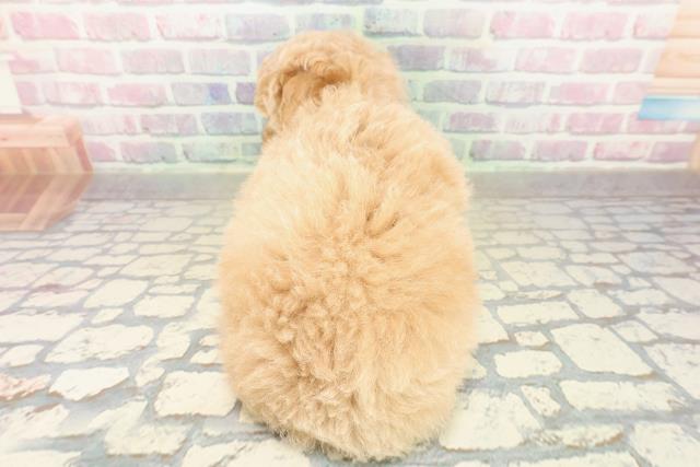 茨城県のビションプー(ビションフリーゼ×プードル) (Coo&RIKUMEGAドン・キホーテ勝田店/2025年10月20日生まれ/女の子/アプリコットホワイト)の子犬の4枚目の画像