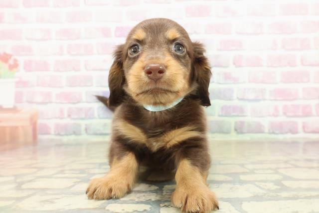 ミニチュア・ダックスフンド