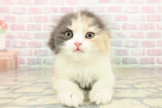 スコティッシュフォールド