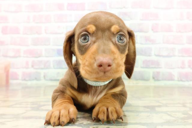 ミニチュア・ダックスフンド（スムースヘアー）