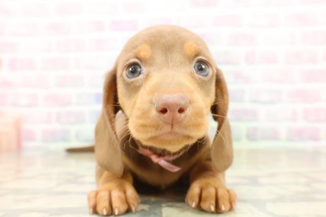 ミニチュア・ダックスフンド（スムースヘアー）