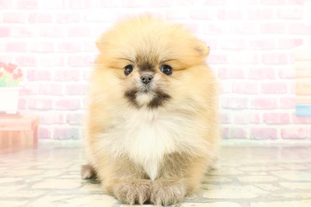 ポメラニアン