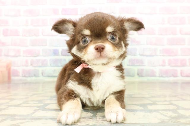 チワワ（ロングコート）