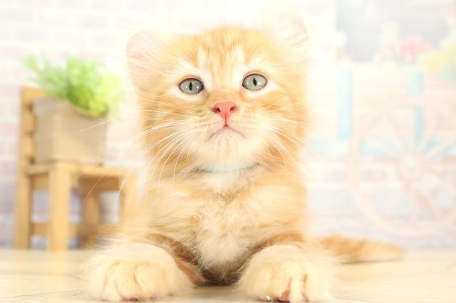 アメリカンカール