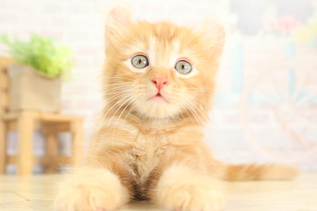 アメリカンカール