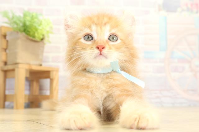 アメリカンカール