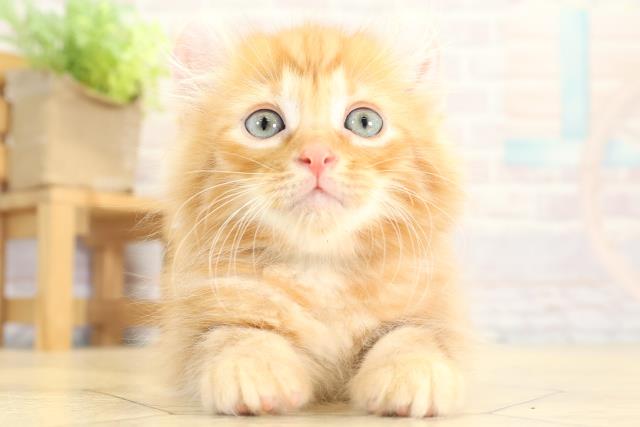 静岡県のアメリカンカール (Coo&RIKU静岡SBS通り店/2025年10月21日生まれ/男の子/レッドタビー)の子猫の1枚目の画像