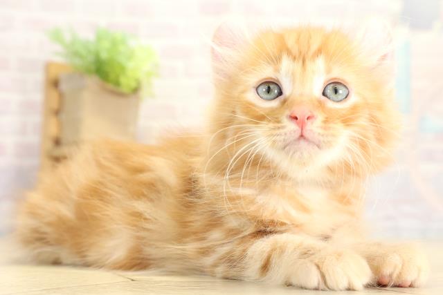 静岡県のアメリカンカール (Coo&RIKU静岡SBS通り店/2025年10月21日生まれ/男の子/レッドタビー)の子猫の2枚目の画像