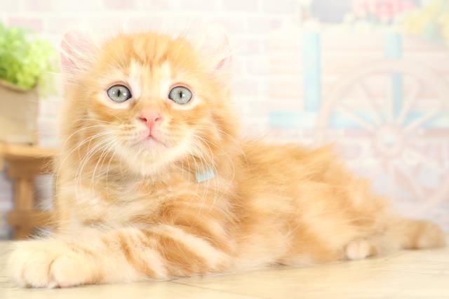 静岡県のアメリカンカール (Coo&RIKU静岡SBS通り店/2025年10月21日生まれ/男の子/レッドタビー)の子猫の3枚目の画像