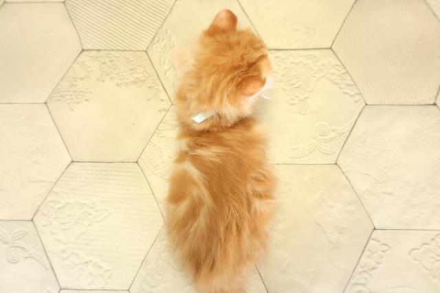 静岡県のアメリカンカール (Coo&RIKU静岡SBS通り店/2025年10月21日生まれ/男の子/レッドタビー)の子猫の4枚目の画像