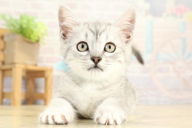 愛知県のミヌエット (Coo&RIKU名古屋中川店/2025年10月6日生まれ/男の子/シルバータビー)の子猫の1枚目の画像