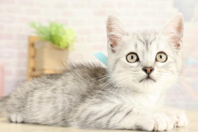 愛知県のミヌエット (Coo&RIKU名古屋中川店/2025年10月6日生まれ/男の子/シルバータビー)の子猫の2枚目の画像