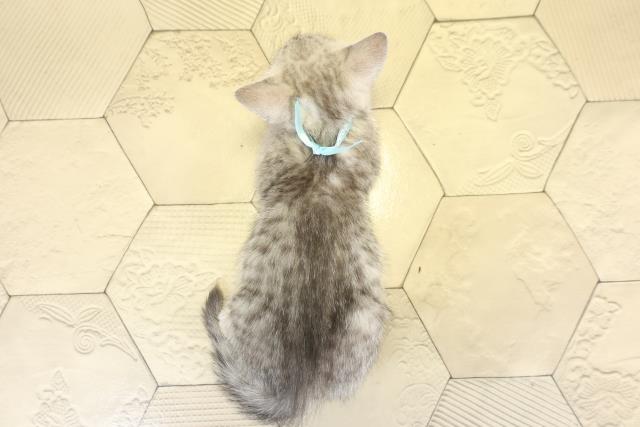 愛知県のミヌエット (Coo&RIKU名古屋中川店/2025年10月6日生まれ/男の子/シルバータビー)の子猫の4枚目の画像