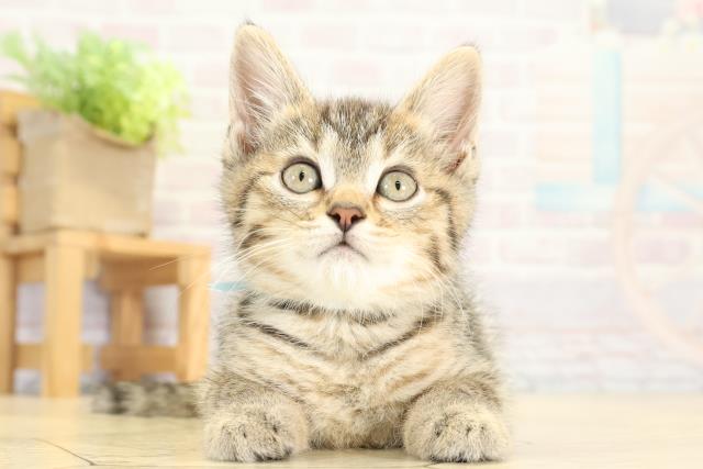 三重県のミヌエット (Coo&RIKU四日市店/2025年10月6日生まれ/男の子/ブラウンタビー)の子猫の1枚目の画像