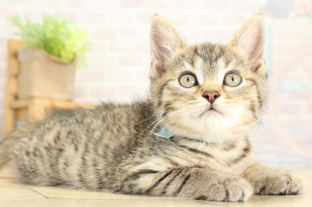三重県のミヌエット (Coo&RIKU四日市店/2025年10月6日生まれ/男の子/ブラウンタビー)の子猫の2枚目の画像