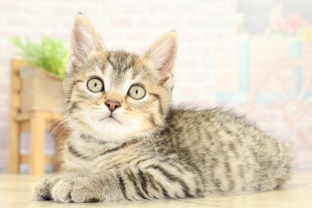三重県のミヌエット (Coo&RIKU四日市店/2025年10月6日生まれ/男の子/ブラウンタビー)の子猫の3枚目の画像