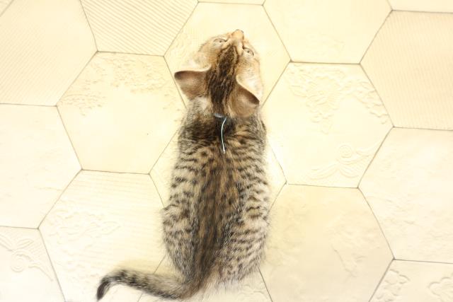 三重県のミヌエット (Coo&RIKU四日市店/2025年10月6日生まれ/男の子/ブラウンタビー)の子猫の4枚目の画像