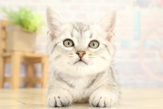 愛知県のミヌエット (Coo&RIKU名古屋みなと店/2025年10月6日生まれ/女の子/シルバータビー)の子猫の1枚目の画像