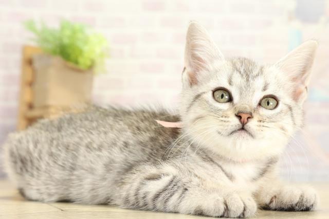 愛知県のミヌエット (Coo&RIKU名古屋みなと店/2025年10月6日生まれ/女の子/シルバータビー)の子猫の2枚目の画像