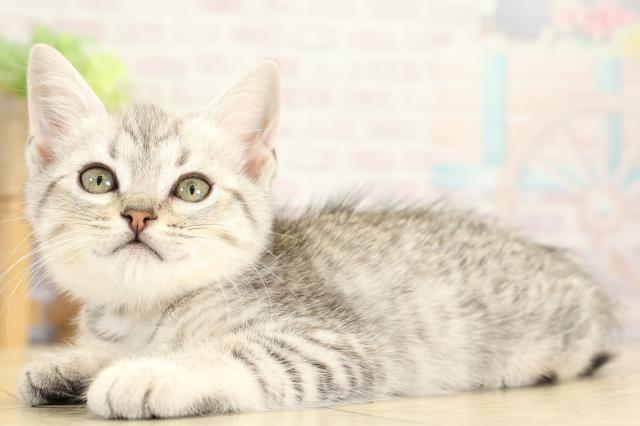 愛知県のミヌエット (Coo&RIKU名古屋みなと店/2025年10月6日生まれ/女の子/シルバータビー)の子猫の3枚目の画像