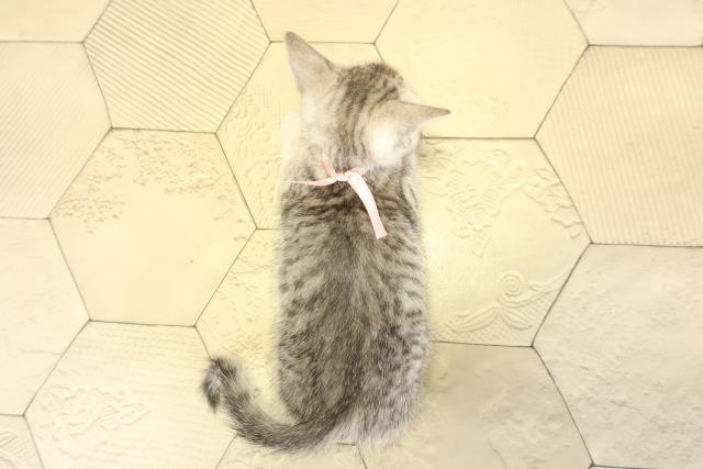 愛知県のミヌエット (Coo&RIKU名古屋みなと店/2025年10月6日生まれ/女の子/シルバータビー)の子猫の4枚目の画像