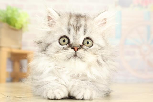 三重県のミヌエット (Coo&RIKU津高茶屋店/2025年10月5日生まれ/女の子/シルバータビー)の子猫の1枚目の画像