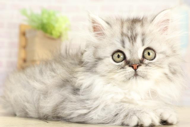 三重県のミヌエット (Coo&RIKU津高茶屋店/2025年10月5日生まれ/女の子/シルバータビー)の子猫の2枚目の画像