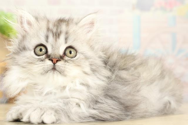 三重県のミヌエット (Coo&RIKU津高茶屋店/2025年10月5日生まれ/女の子/シルバータビー)の子猫の3枚目の画像